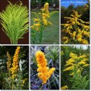 골든13(Golden13) 이미지