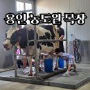 소나무 농장 2 | 용인 농도원목장 7살 아이와 체험 후기 | 예약방법 준비물 점심 그리고 솔직한 단점