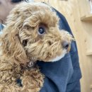 부티크멍 애견미용실 이미지