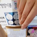 춘천오란다알알이봄