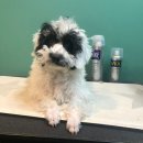 도그반하다 이미지