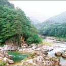 죽방 멸치회 맛보고 금산 38경 속으로 죽방 멸치회 이그림이 멸치잡는 죽방입니다 이미지