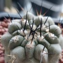 유럽정품의 실생 흑왕환(Copiapoa cinerea,폭5cm) 이미지