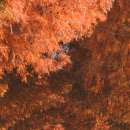 죽동마을 이미지