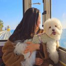부산 애견동반 여행 1박 2일 코스 완벽정리 (+카페, 식당, 숙소 포함)