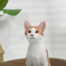 멍냥이노리터 이미지