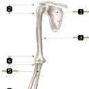 상완골의 피로골절 이미지
