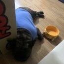 신일환동물병원 네이버블로그