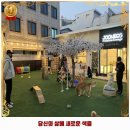효자동 684-11 | 후평1동 애견카페 준독라운지 가격 및 후기 추천 리뷰 주차 예약 알아봐요