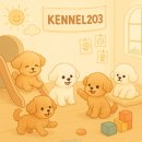 켄넬203 말티푸분양, 미니비숑분양 | 미니비숑켄넬 전문견사분양공간 since2012미니비숑전문브리더운영