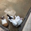 애니멀 쉐프 | 가족여행 숙소 추천 - 켄싱턴호텔 평창 부대시설 애니멀팜 / 프렌치가든