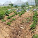 길목농장 이미지