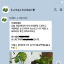 썬들썬들 이미지