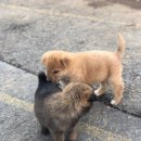김포소방서(하성119안전센터)