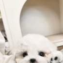 켄넬203 말티푸분양, 미니비숑분양 이미지