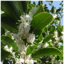 호랑가시나무민박 이미지