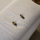 마조리카(Majorica) | 3. 팔마 | 일기처럼 끄적이는 팔마 | Art hotel Palma | Majorica 마조리카 | Fervor palma