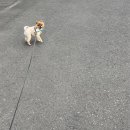 펫제제(PET JEJE) | 대구 강아지 미용 스트레스 없이 포메라니안 목욕, 미용 잘하는 [펫제제] PET JEJE