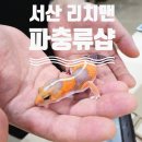 서산 리치맨 파충류샵 크리스티드게코 분양