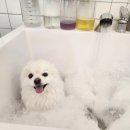 아로펫그루밍 이미지