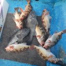 회진피싱 Daum카페