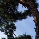 김해김씨 열녀문 이미지