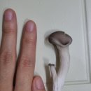 농업회사법인 유한회사 미미농산 | [내돈내산] 산지직송 무농약 느타리버섯2kg 무료배송 | 느타리버섯 요리 by나는야버섯농부
