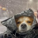 강아지 세상 이미지