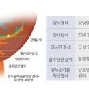 담낭(쓸개)은 간 바로 밑에 붙어 있는 주머니 모양의 장기로 우리 몸의 우상복부에 위치하며, 간에서 분비된 담즙을 농축시켜 저장하는 역할을 하는 장기이다. 이미지