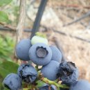 참새농장 이미지