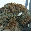 회양목 잎마름병(葉振病) 이미지