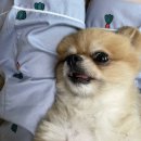 [내돈내산 / 군산 애견미용] 24년 가격인하 / 수송동 마주봄펫 / 리뉴얼된 그루밍 트레이닝 센터 후기
