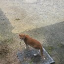 카페(cafe) 돌코롱 이미지