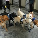 로얄동물메디컬센터w 이미지