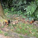 야자수 나라에서 만난 우리 이미지