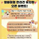 멍바이멍 반려견 유치원 이미지