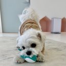 멍문사립유치원 리틀멈머 이미지