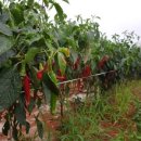 한근농장 이미지