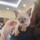 러시안블루분양 보냅니당 이미지