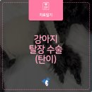 이지훈동물병원 | 강아지 탈장 수술 후기 - 수원 이지훈 동물병원