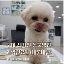 선샤인동물병원 | 구미동물병원 과잉진료 없는 선샤인 동물병원 내돈내산 중성화 스케일링 후기