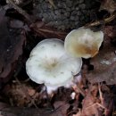 통발내림살버섯(통발진달래버섯) 이미지