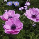 제주에산다면 이미지