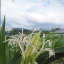 제주 토끼섬 문주란자생지 이미지