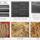 도라지-더덕-잔대&#39; 구별법 나왔다 이미지