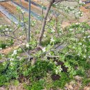 4월18일(금) 칠곡경대병원 비봉산 한치회 이미지