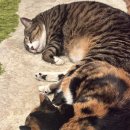 비단펫 | 집사 인생 14년 차 첫 박람회 방문 후기-가낳지모 (COEX)