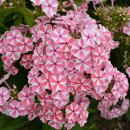 [판매] 숙근플록스 페퍼민트 12센티분 이미지