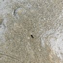 명지공원1(운동장) | 부산 명지 신호공원 맛조개 체험｜무료 갯벌체험 물때·준비물·꿀팁 총정리