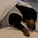 라구스힐 풀빌라펜션 이미지